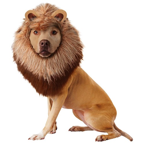 [해외]사자머리 X-Small/Animal Planet Lion Dog Costume - X-Small