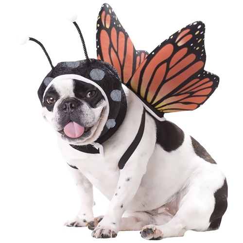[해외]Animal Planet Butterfly Dog Costume - X-Small